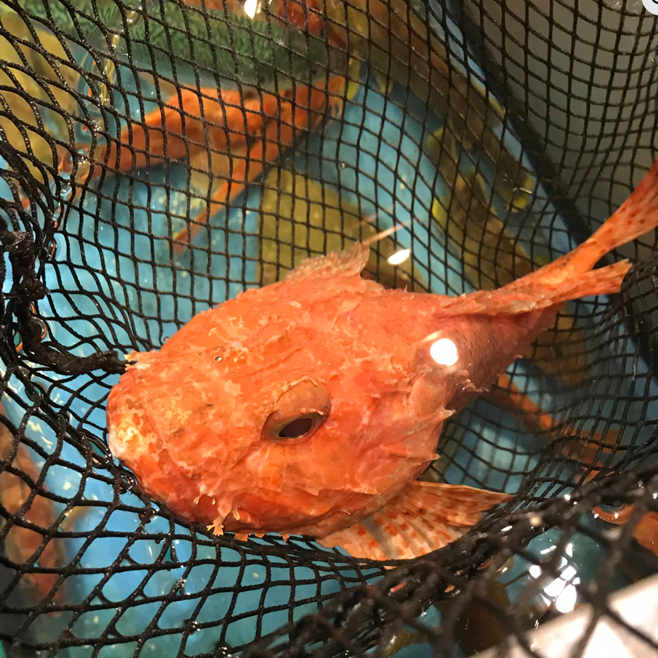 いか活き造りと博多尽くし 雑魚屋 長崎思案橋店  魚