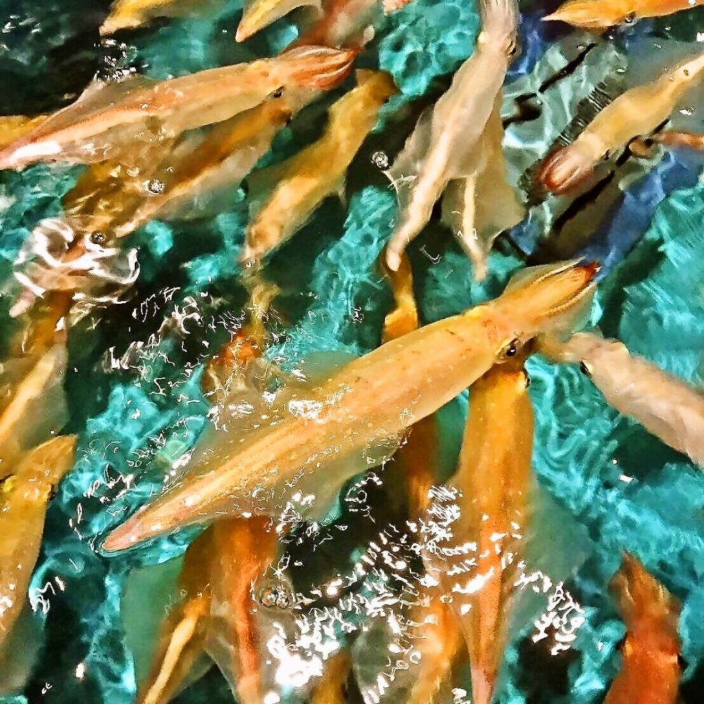 活イカの水槽